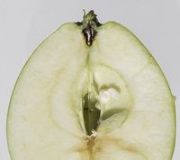 Transparente Blanche æble